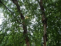 Washington DC [2009 July 03] 066